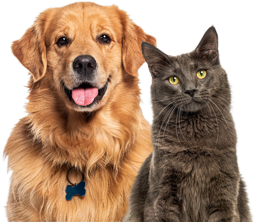 見上げる犬と猫