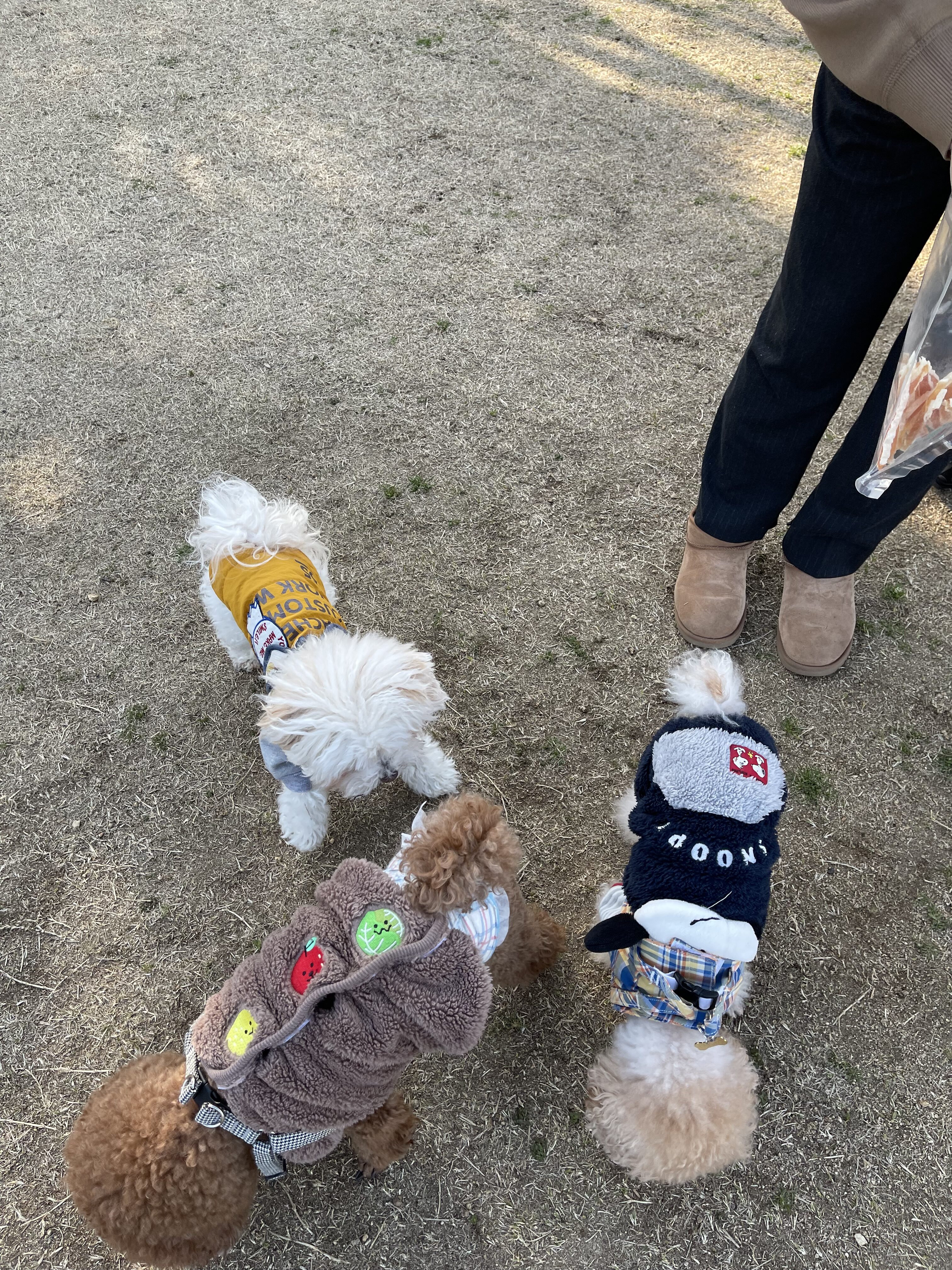 ワンコ３兄妹と「花さじき」へ・・・