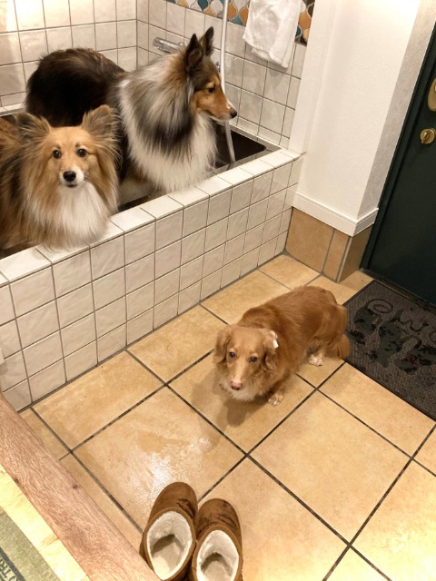 住まいるコンシェルジュ ツボイでは幸せな犬との暮らしを願っています