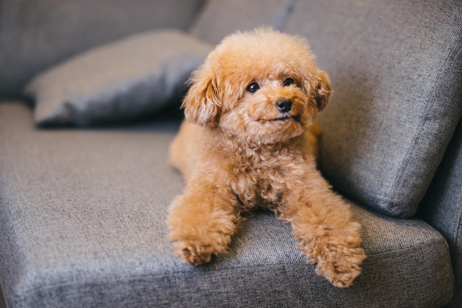 犬の臭いが気になる？臭いが付きやすい場所とリフォームによる解決方法
